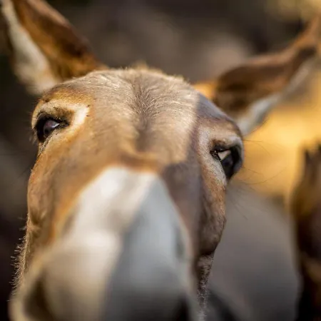 La Minditta 4* San Teodoro (Sardinia)