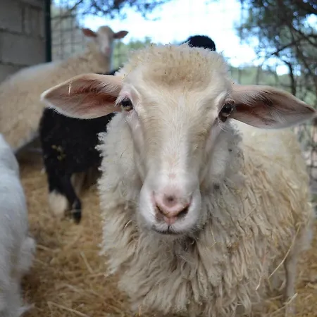 La Minditta 4* 圣特奥多罗