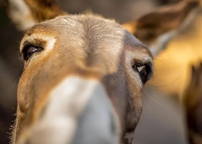 La Minditta 4* San Teodoro (Sardinia)