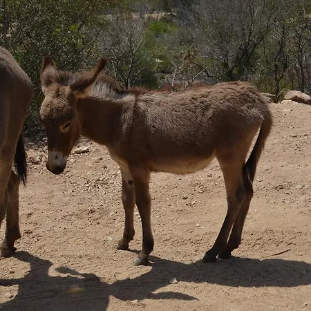 Bed & Breakfast La Minditta 4*